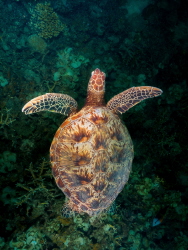 Green Turtle. DG Leica Summilux 9mm F1.7 by Roy See 